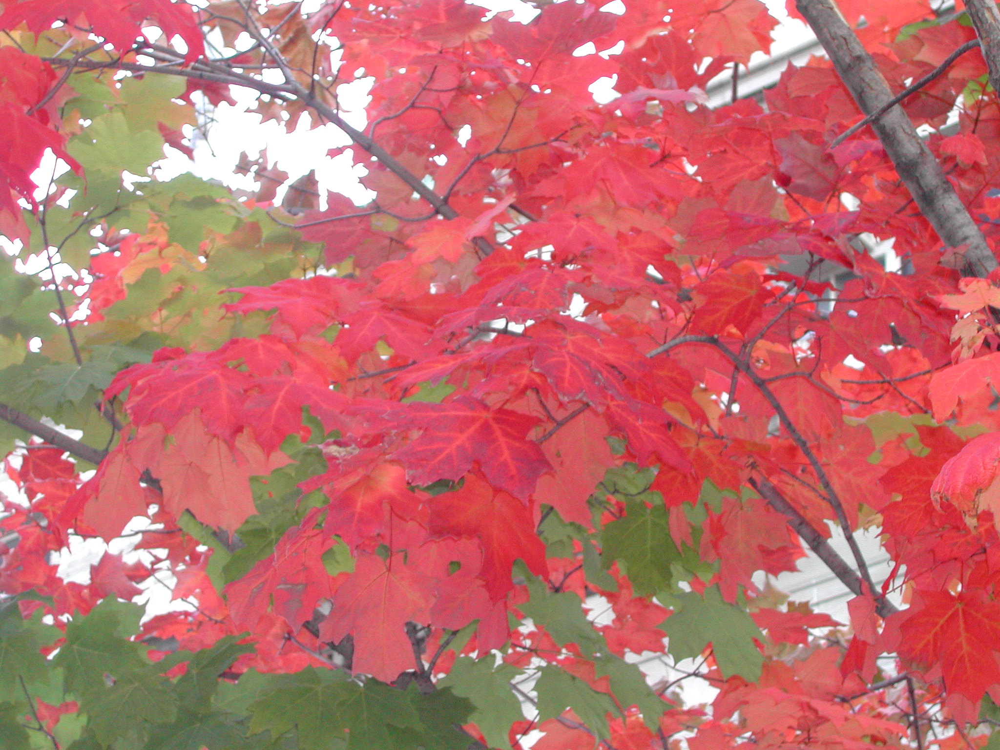 DSCN0184