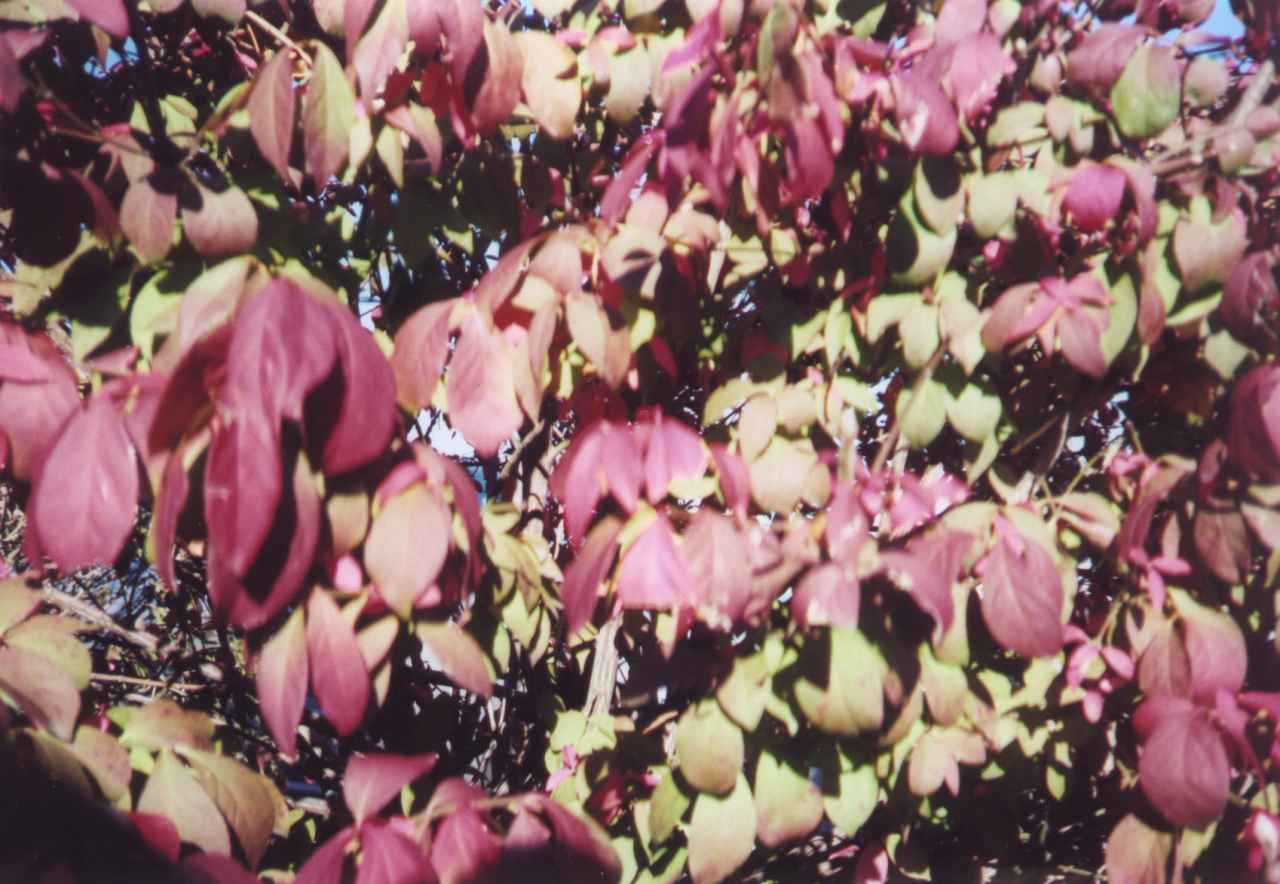 magenta-film